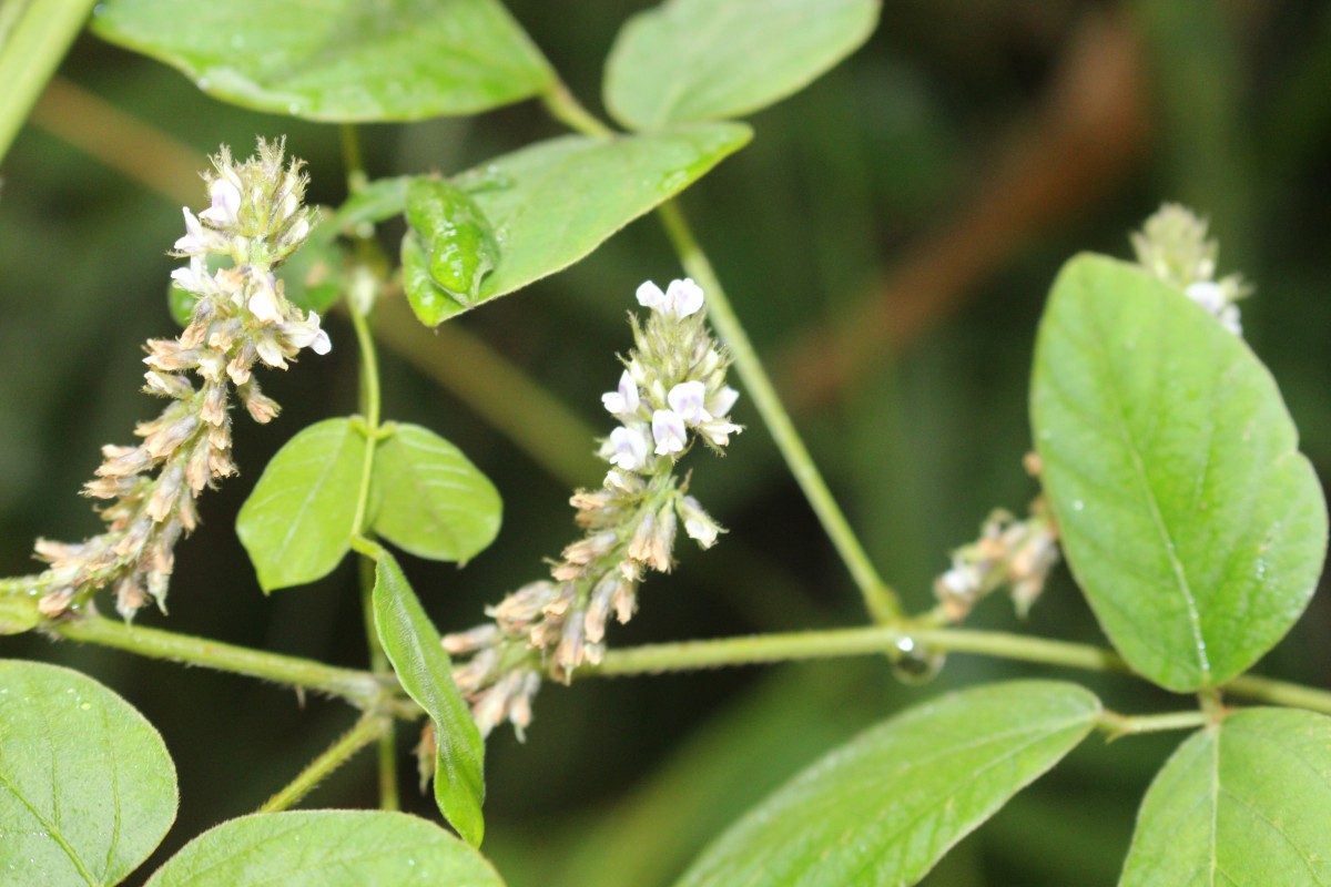 Neonotonia wightii (Wight & Arn.) J.A.Lackey